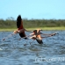 flamingo_pink_wc_h_0367_tci0368.jpg